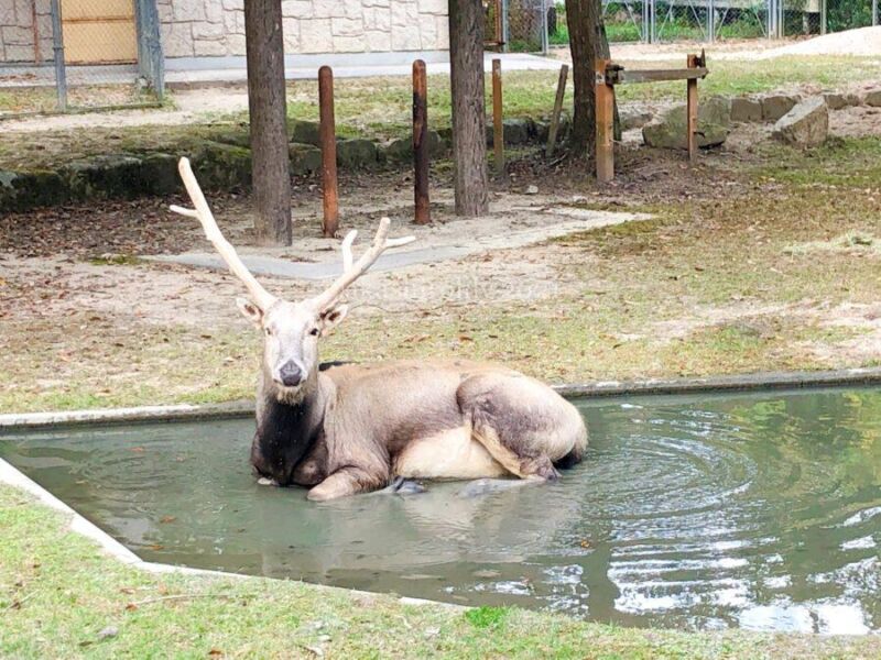 たゆままぶろぐ 広島市 安佐動物公園では 全国で数少ないアフリカスイギュウ 絶滅危惧種のシフゾウが見れる
